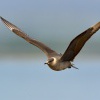 Chaluha prizivna - Stercorarius parasiticus - Parasitic Jaeger 6800